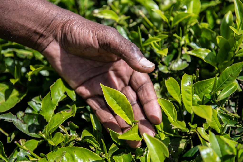 Climate change could affect the future of tea - both production and taste