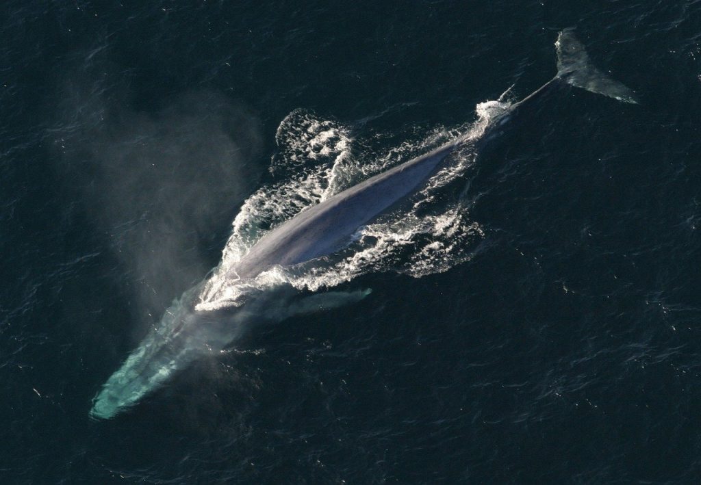 Stranded Whale