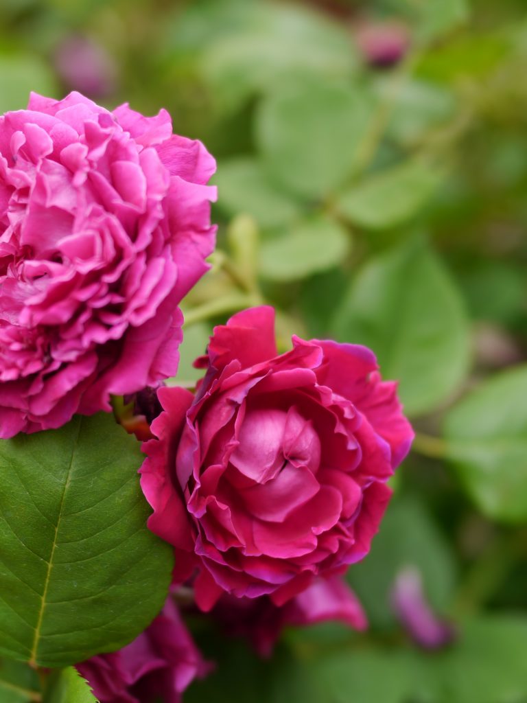 Queen Elizabeth has been presented with a rose, specially bred for Prince Philips 100th birthday